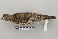 Dendragapus canadensis image