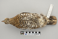 Dendragapus canadensis image