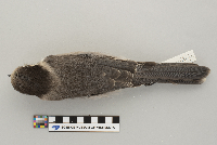 Perisoreus canadensis image