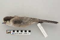 Perisoreus canadensis image