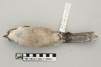 Perisoreus canadensis image