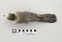 Perisoreus canadensis image