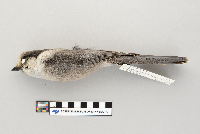 Perisoreus canadensis image