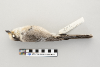 Perisoreus canadensis image