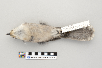 Perisoreus canadensis image