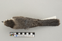Perisoreus canadensis image