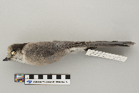 Perisoreus canadensis image