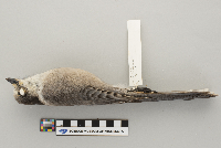 Perisoreus canadensis image