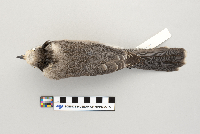 Perisoreus canadensis image