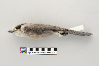 Perisoreus canadensis image