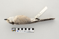 Perisoreus canadensis image