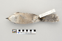 Perisoreus canadensis image