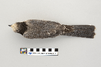 Perisoreus canadensis image