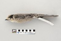 Perisoreus canadensis image