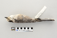 Perisoreus canadensis image