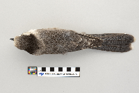 Perisoreus canadensis image