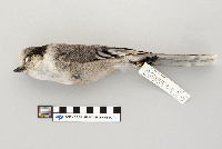 Perisoreus canadensis image