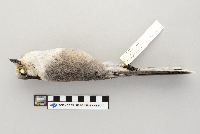 Perisoreus canadensis image
