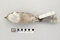 Perisoreus canadensis image