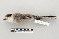 Perisoreus canadensis image