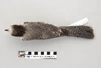 Perisoreus canadensis image