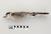 Perisoreus canadensis image