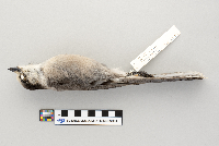Perisoreus canadensis image