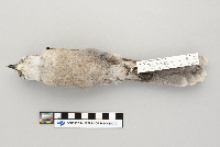 Perisoreus canadensis image
