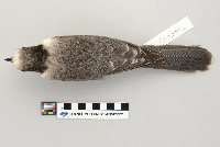 Perisoreus canadensis image