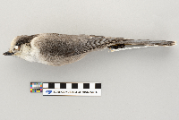 Perisoreus canadensis image