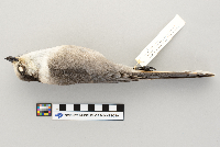 Perisoreus canadensis image