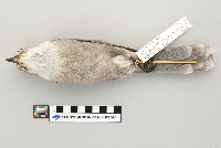 Perisoreus canadensis image
