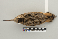 Scolopax minor image