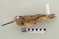 Scolopax minor image