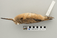 Scolopax minor image