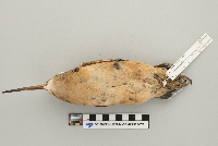 Scolopax minor image