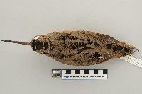Scolopax minor image