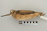 Scolopax minor image