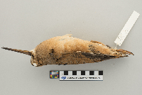 Scolopax minor image