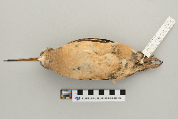 Scolopax minor image