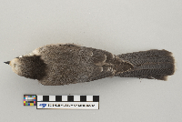 Perisoreus canadensis image