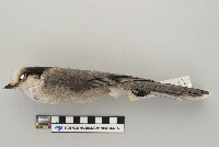 Perisoreus canadensis image