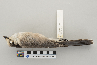 Perisoreus canadensis image