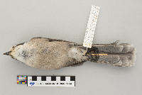 Perisoreus canadensis image