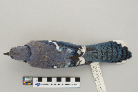 Cyanocitta cristata image