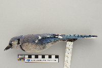 Cyanocitta cristata image