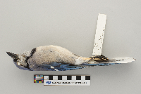 Cyanocitta cristata image