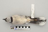 Cyanocitta cristata image
