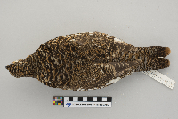 Dendragapus canadensis image