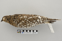 Dendragapus canadensis image